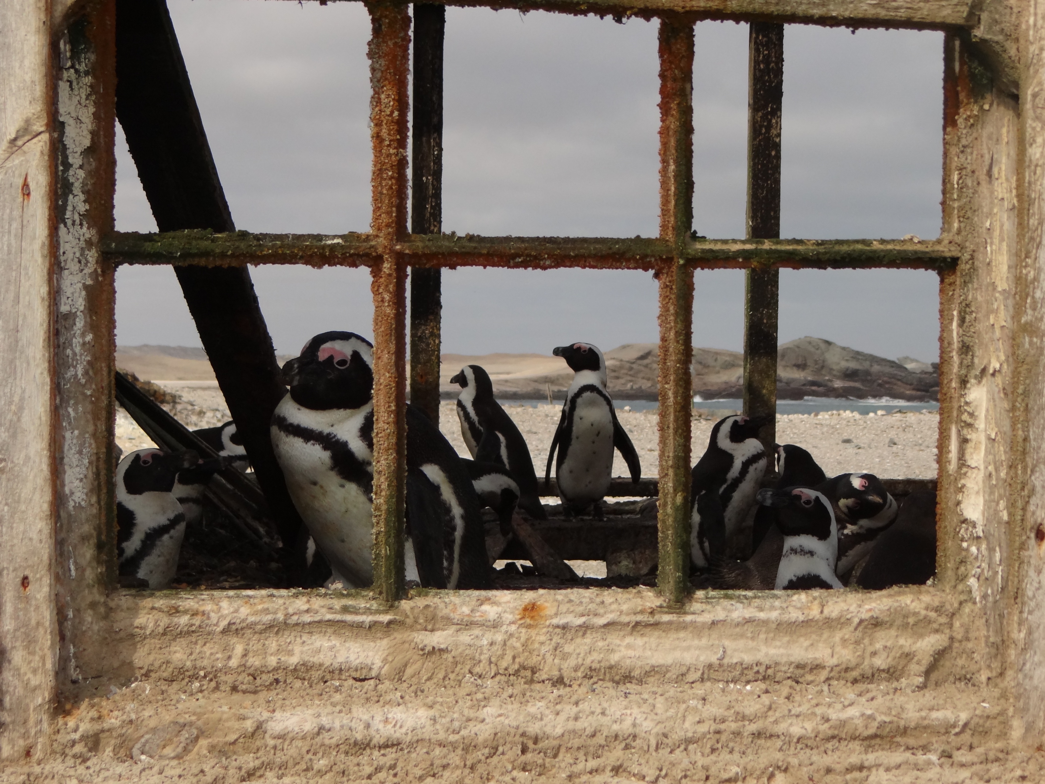 Invading abandoned buildings on Halifax Island
